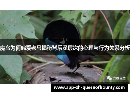 魔鸟为何偏爱老马揭秘背后深层次的心理与行为关系分析